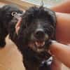 Xaver sucht freie Streichelhand