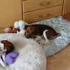 🐾❤ BEN SUCHT EIN ZUHAUSE ❤🐾