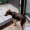 🐾❤ BEN SUCHT EIN ZUHAUSE ❤🐾