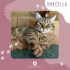 Schmusekatze Marcella möchte umziehen