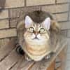 Schmusekatze Marcella möchte umziehen