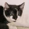 Katzenkind Lola