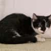 Katzenkind Lola