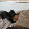 🐾❤ LUCY SUCHT EIN ZUHAUSE ❤🐾
