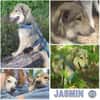 JASMIN -anhänglich & angenehm-
