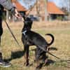 Bodi - topfit und kinderlieb
