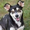 Nova - katzenverträglicher Familienhund