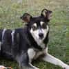 Nova - katzenverträglicher Familienhund
