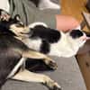 Nova - katzenverträglicher Familienhund