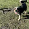 Theo sucht sein zu Hause