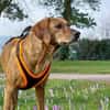 Romeo - wartet in 78315 Radolfzell