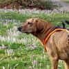 Romeo - wartet in 78315 Radolfzell