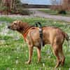 Romeo - wartet in 78315 Radolfzell