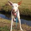Milky vom Schattenhund zum Reiseprofi