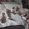 Milky vom Schattenhund zum Reiseprofi