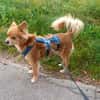 Coco sucht ein Zuhause