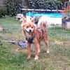 Coco sucht ein Zuhause