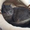 PRINCESSE CHA
