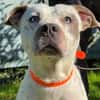 TAYSON