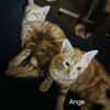 ANGE et ARIZONA  Double adoption