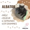 ALBATOR