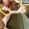 YELLOW le petit bellot