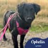 Ophelia