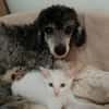 Lily Rose, la mignonne petite chatte