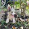 Korail, femelle croisée bichon , née le 09/04/2025 🐶