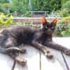 CORVIN sucht Zuhause mit Garten