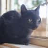 CORVIN sucht Zuhause mit Garten