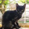 CORVIN sucht Zuhause mit Garten