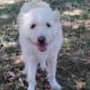 Oscar der Goldendoodle