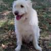 Oscar der Goldendoodle