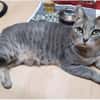 Daisy sucht in Wohnjngshaltung FIV&FeLV+