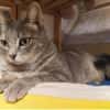 Daisy sucht in Wohnjngshaltung FIV&FeLV+