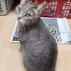 Daisy sucht in Wohnjngshaltung FIV&FeLV+
