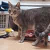 Daisy sucht in Wohnjngshaltung FIV&FeLV+