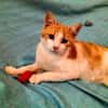 kleines Katerle Leo sucht Zuhause