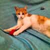 kleines Katerle Leo sucht Zuhause