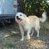 Samy sucht liebevolle Familie