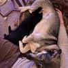 Kleine Svea sucht neues Zuhause