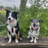 Kleine Svea sucht neues Zuhause