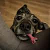 Kleine Svea sucht neues Zuhause