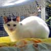 Kater Eric sucht dringend ein Körbchen