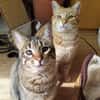 Foxy und Monty suchen zusammen