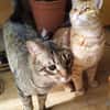 Foxy und Monty suchen zusammen