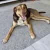 Balto, sanft, verschmust, freundlich