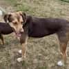 Balto, sanft, verschmust, freundlich