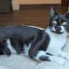 Lotti - lieber Haus - statt Hofkatze